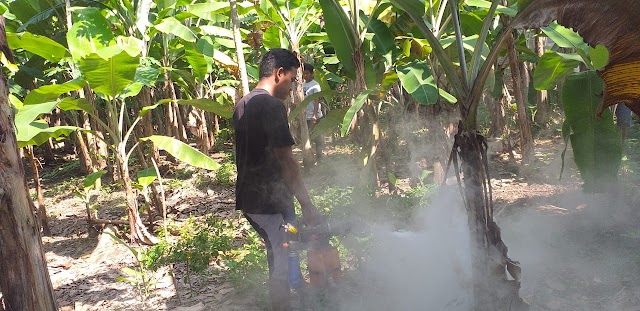 BKPRMI DPDes Desa Bakaran Batu Kecamatan Batang Kuis, Giat Fogging Guna Mencegah Wabah Penyakit Demam Berdarah (DBD)