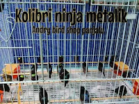 penjual burung (Andry Bird Shop Panjalu)