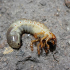 Coconut Rhinoceros Beetle Larva