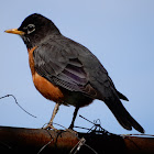 American Robin