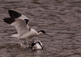 Digiscoping at Pensthorpe with Wex and Danny Porter