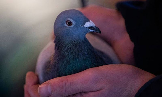 High speed female pigeon sold for Rs 29 crore