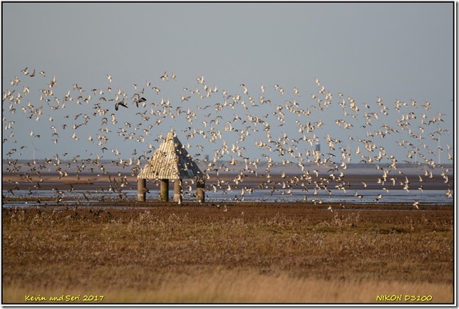 Donna Nook - November