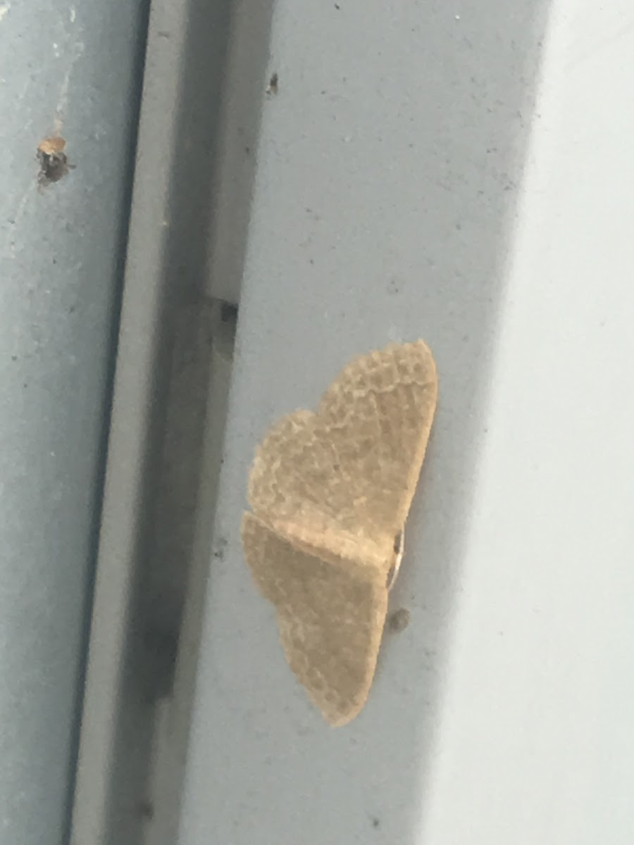 Common Tan Wave Moth