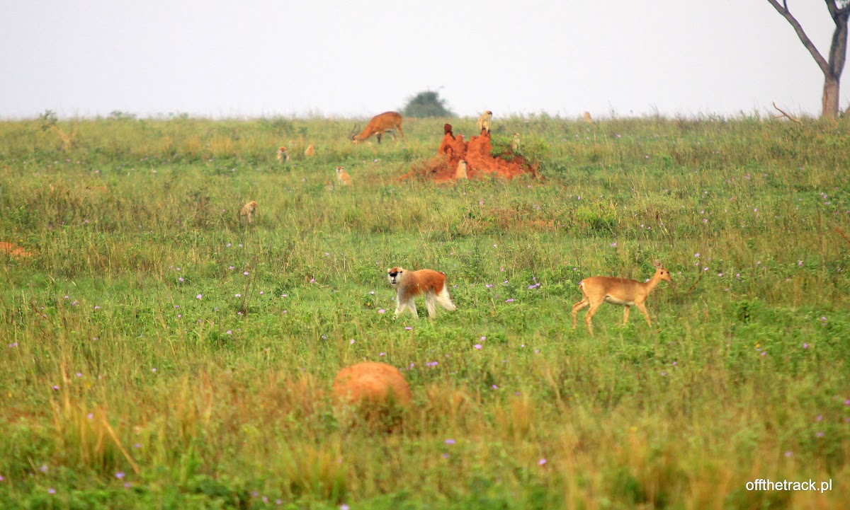 Małpa patas na sawannie, park narodowy Murchison Falls, Uganda