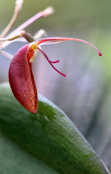 Restrepia cymbula IMG_8744