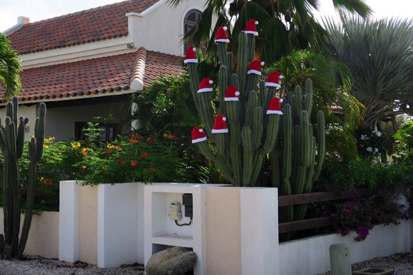 Christmas Cactus