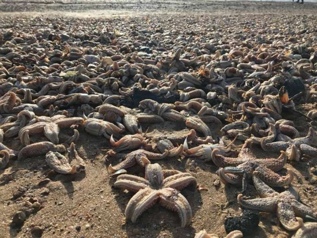 Thousands of dead starfish washed up on a British beach following the 'beast from the east' weather snap in Ramsgate, Kent, 3 March 2018. Photo: Fox News