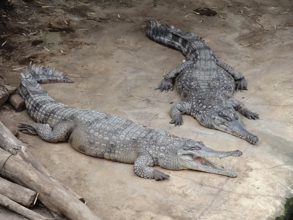 [2015.04.27-034-crocodiles--museau-al%255B2%255D.jpg]