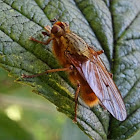 Golden dung fly