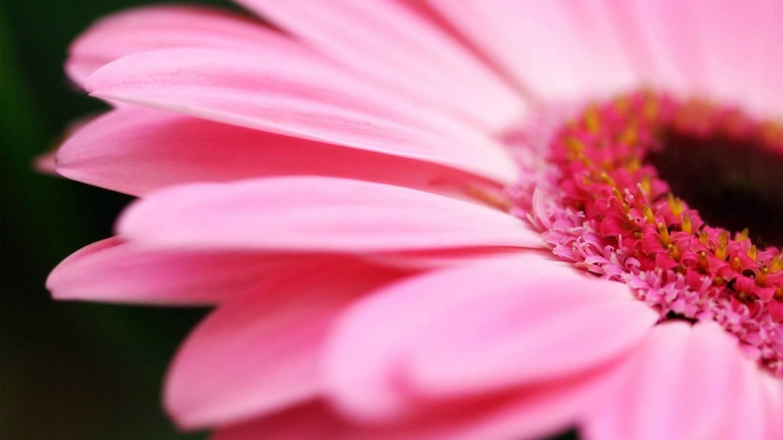 pink oriental lily wedding