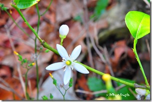 lemon & lime tree blooms 2