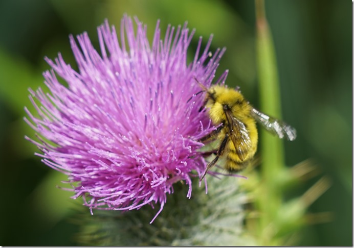 anacortes bee on thistle 071415 00000