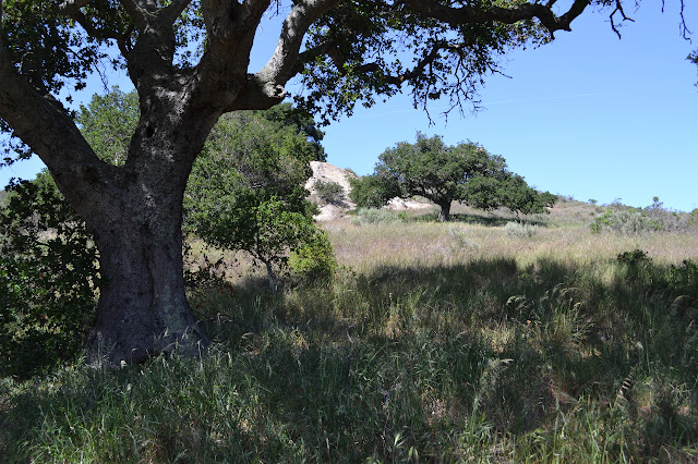 scattered oaks on a hillside leading up to the ridge