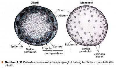 Jaringan yang berfungsi untuk mengangkut hasil fotosintesis dari akar ke daun adalah