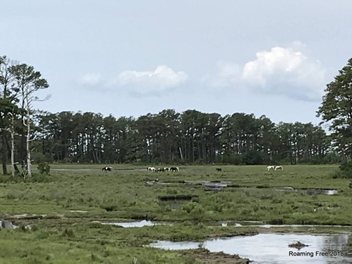 Chincoteague Ponies