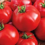 Cover Image of Download Tomato Tasty 1.0 APK