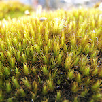 Moss on the side of the Pearl Beach / Patonga fire trail (218495)