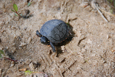 Do turtles carry germs?