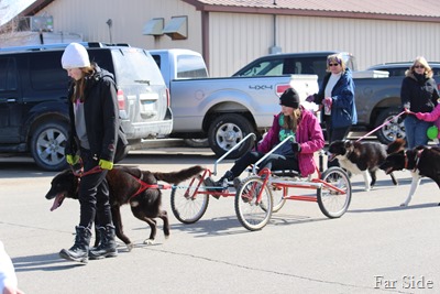 Sled dogs