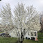 Callery Pear