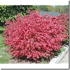 Burning Bush