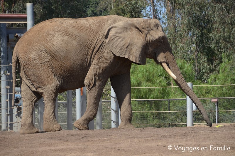 San Diego Zoo - elephant odyssey - elephants