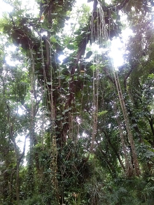 Hutan%2520Kota%2520Srengseng22 Hutan Kota Srengseng, Sejuk Tanpa Ke Puncak