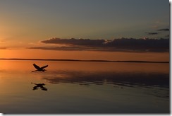 Heron at dusk