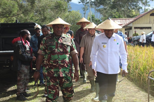 Peduli Ketahanan Pangan, Kodim 1702 /JWY Pimpin Panen Bersama Budidaya Tanaman Padi Program Unggulan