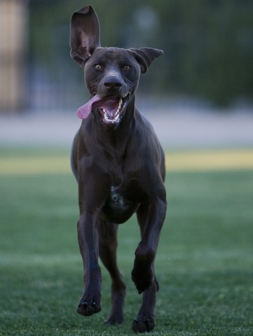 dog-training photo:agility dog training 