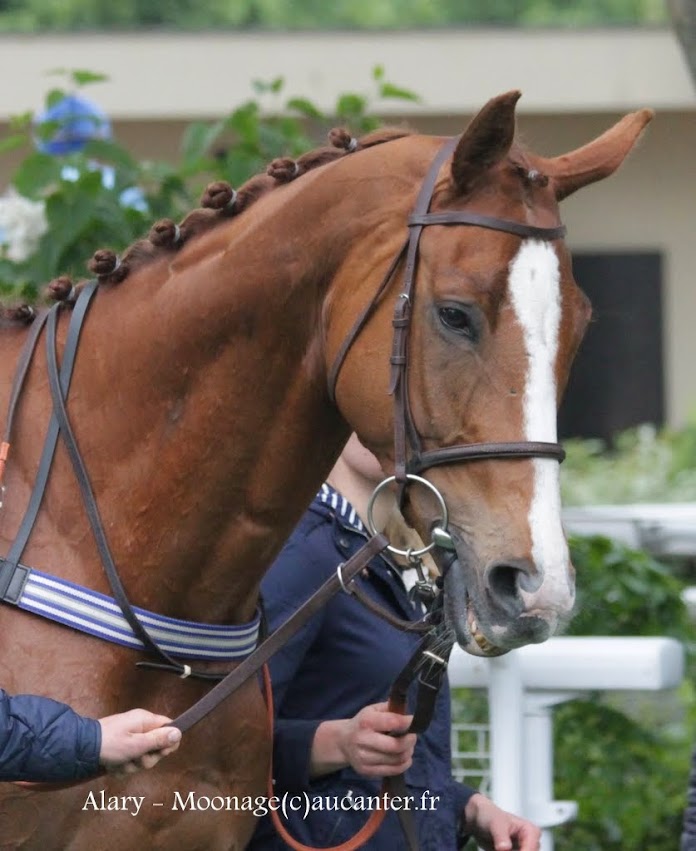 Photos Auteuil 16-05-2015 Week-end printanier de l'obstacle  IMG_9302