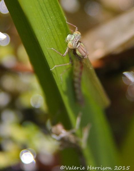 emerging-damselfly