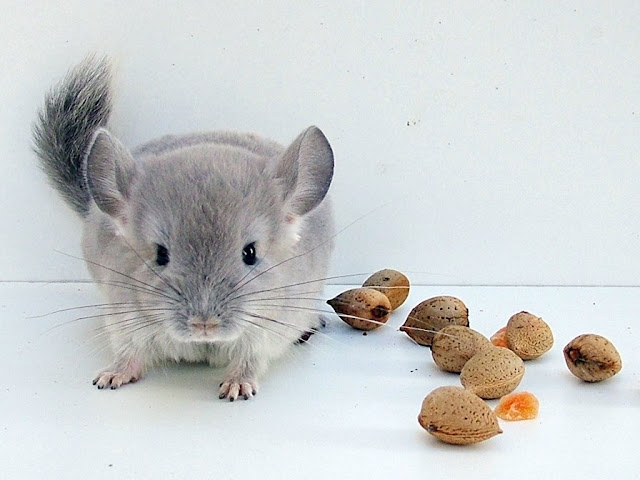 Mis chinchillas: Amidala, Níobe, Padme, Nico y Nano - FOTOS y VÍDEOS - Página 9 DSCF6646