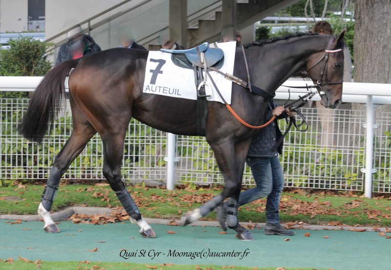 Photos Auteuil 26-09-2015 - Page 2 IMG_4376