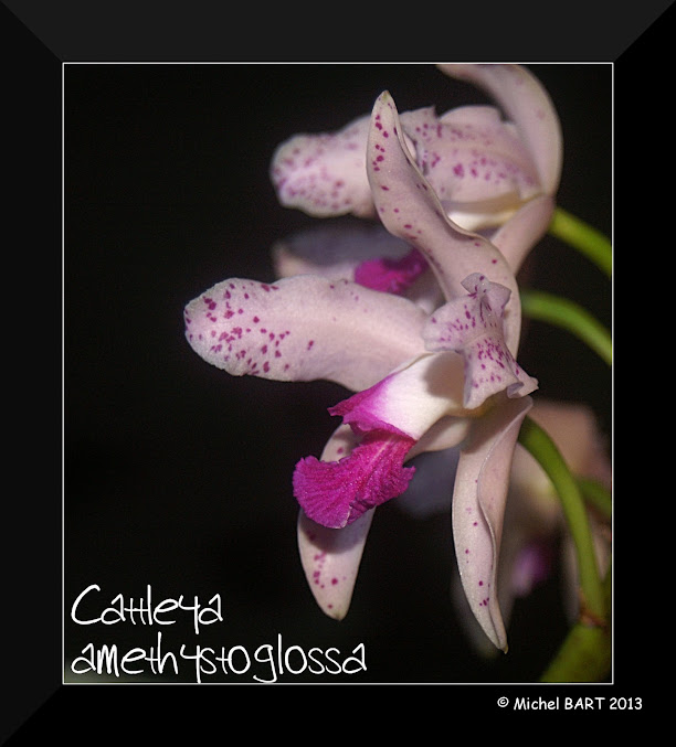 Cattleya amethystoglossa Cattleya_amethystoglossa