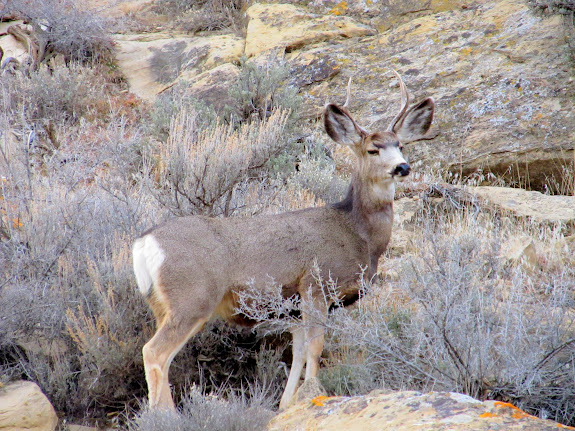 1x2 buck deer