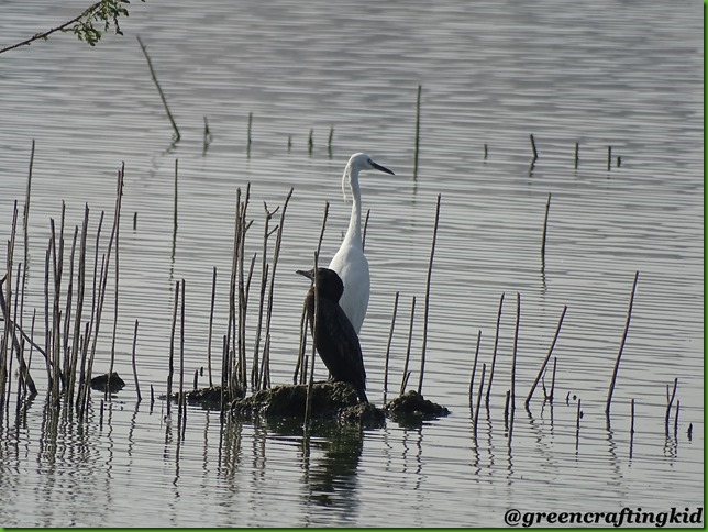 Egret n cormorant