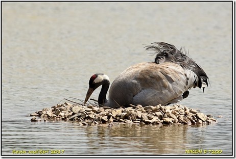 Slimbridge WWT - May