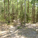 Faint forested track near a fire trail in Green Point Reserve (403591)