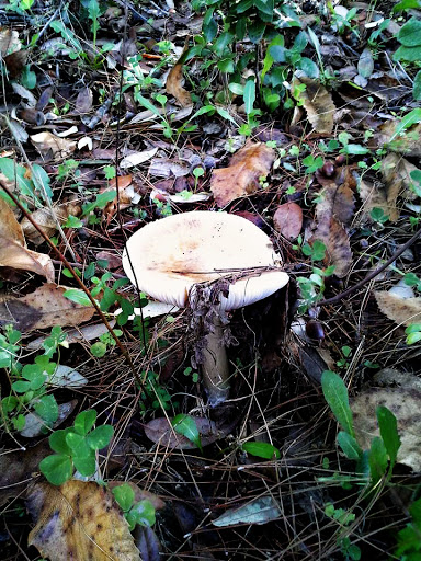 Amanita sp.