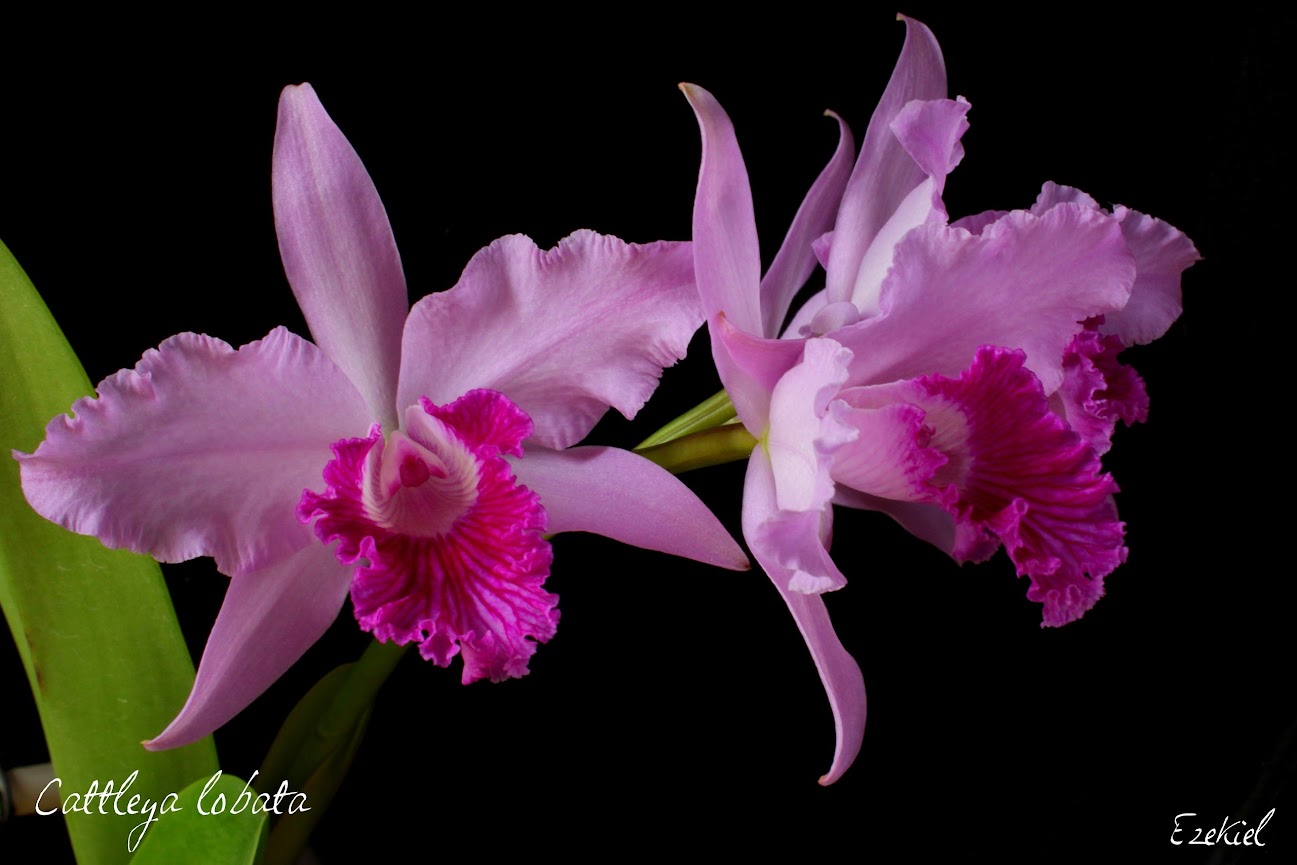 Cattleya (Laelia) lobata IMG_8762