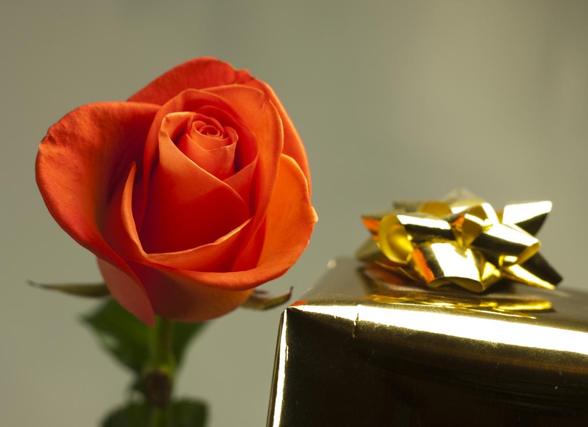 Red bow box Flowers flower