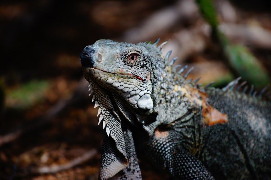 Washington Slagbaai National Park, Bonaire