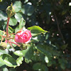 bonica 82 rose