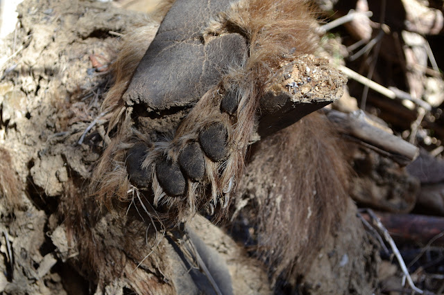 paw of unfortunate bear