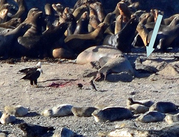 Elephant Seal w Pup