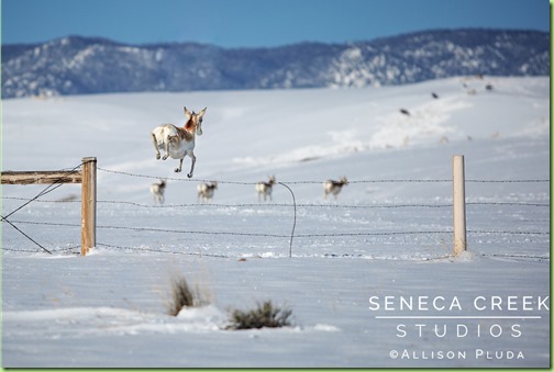 Pronghorn-Antelope-Jumping-Over-Fence-Laramie-Valley-Wyoming-150421