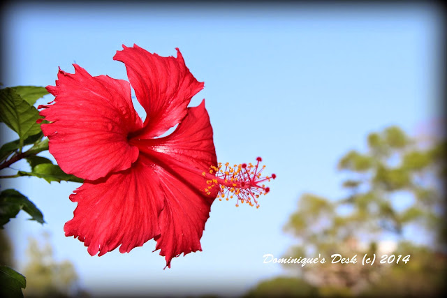 A Hibiscus 