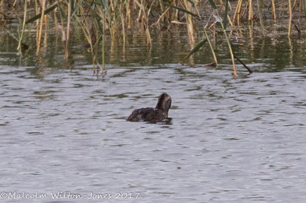 Grebe